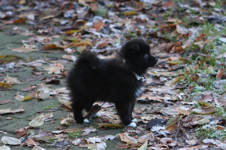 Pomeranian Armani billede 9