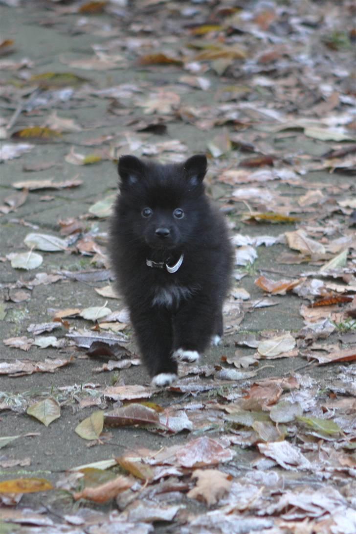 Pomeranian Armani billede 10