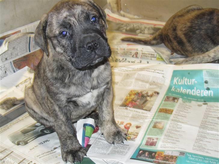 Bullmastiff Karla - Karla 7 uger billede 5