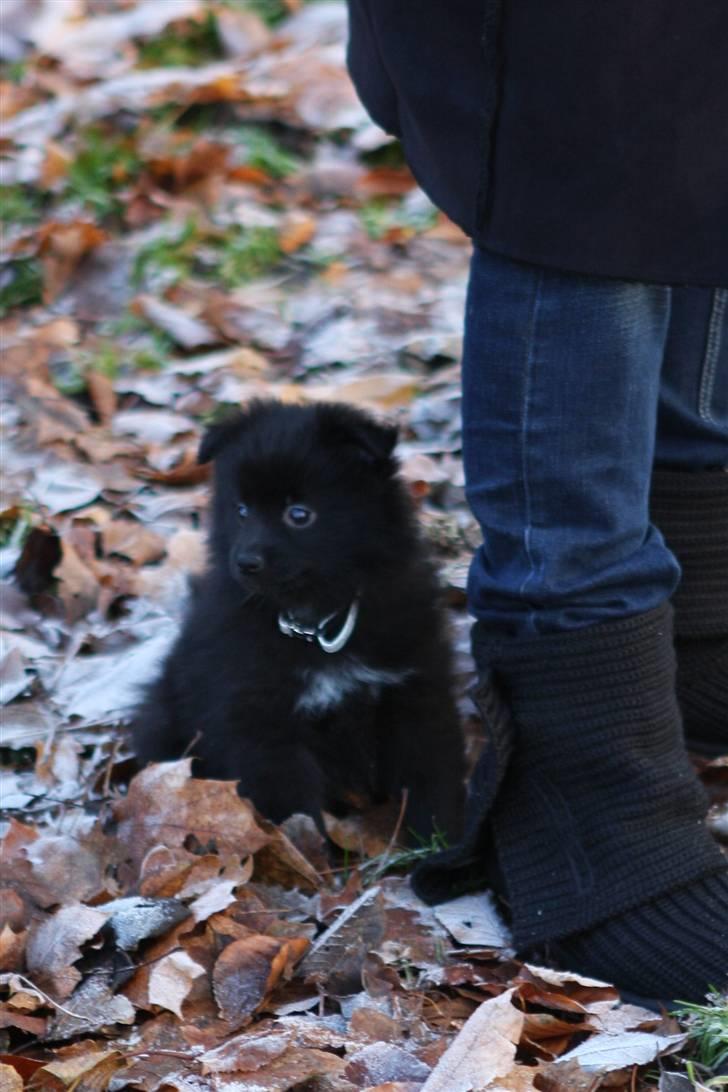 Pomeranian Armani billede 11