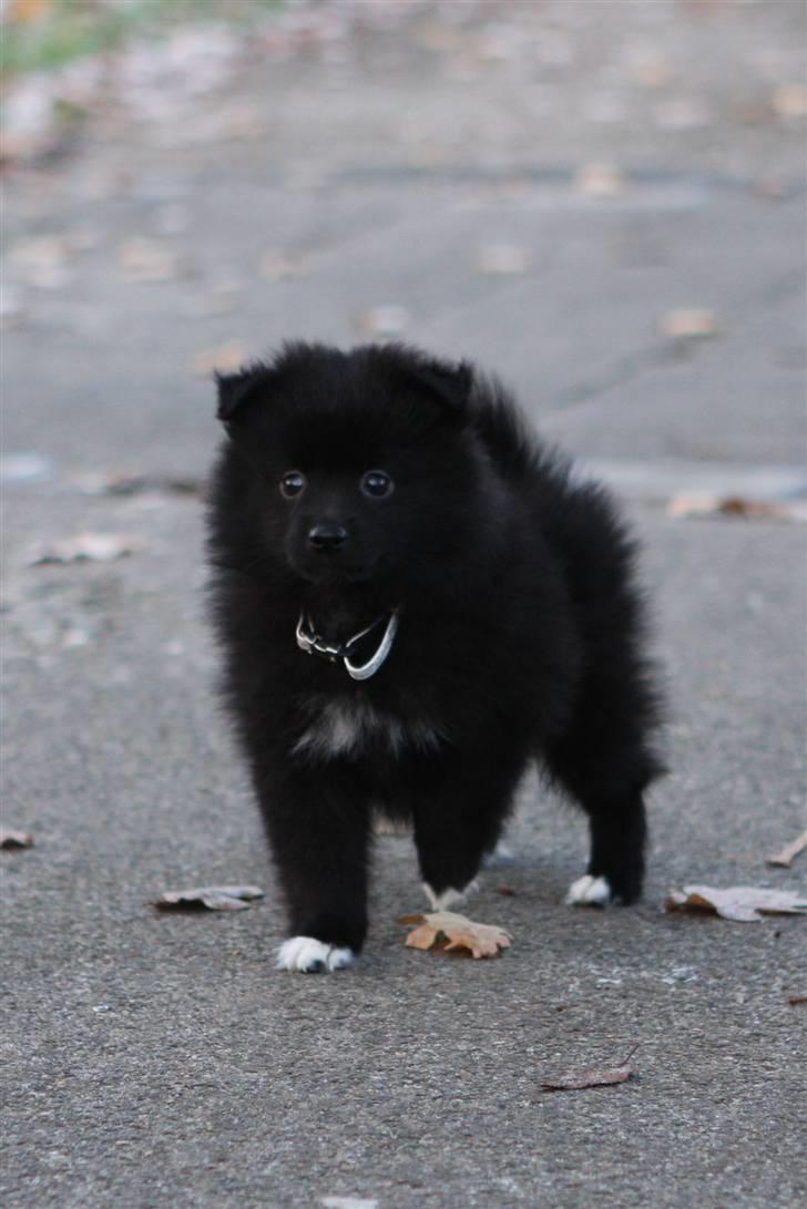 Pomeranian Armani billede 12