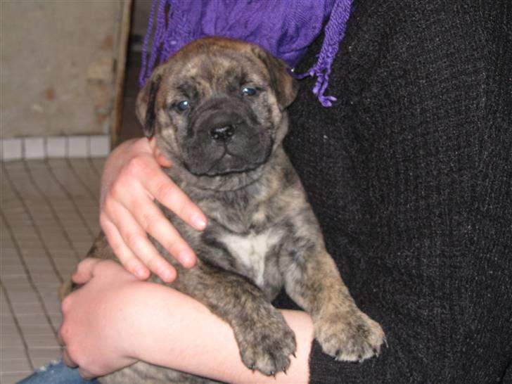 Bullmastiff Karla - lille Karla knapt 6 uger billede 6