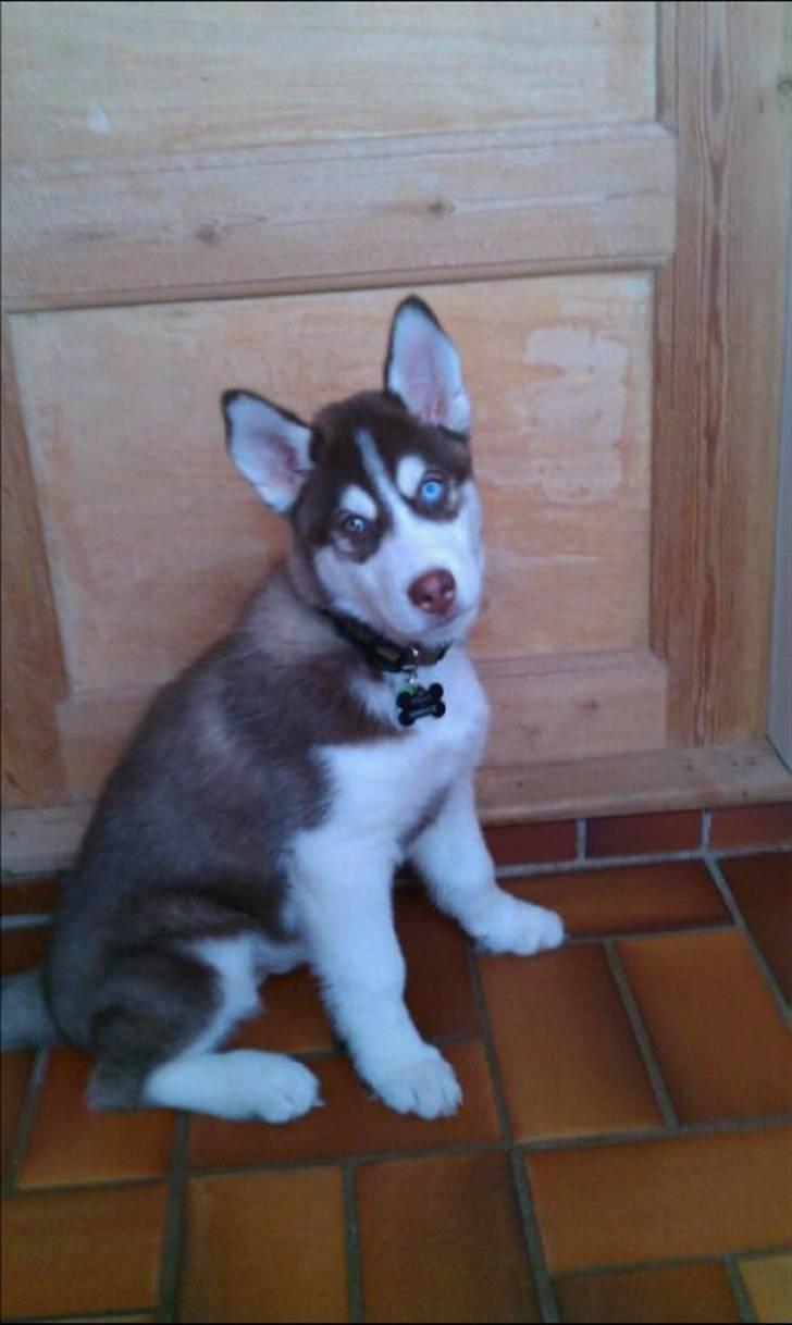 Siberian husky Snow Husky Ziemabor Aslan billede 15