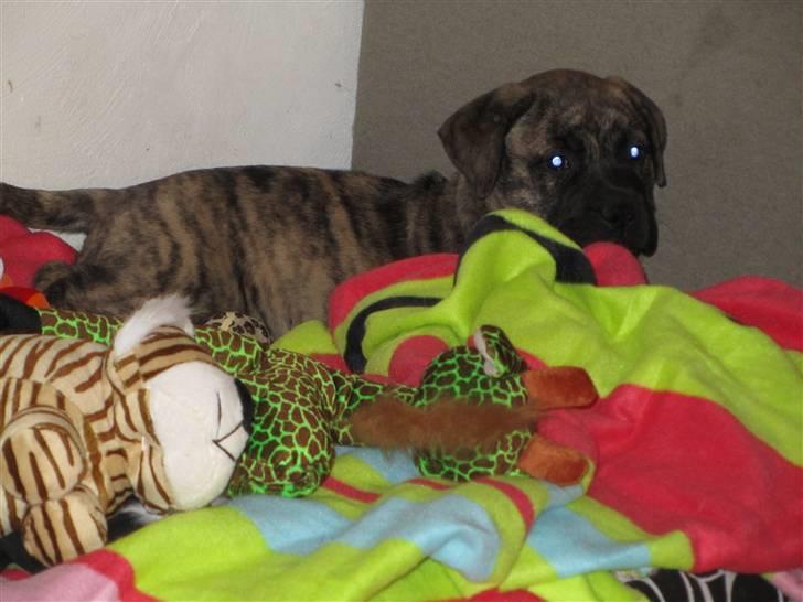 Bullmastiff Karla billede 7