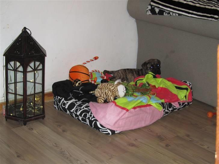 Bullmastiff Karla - Lille Karla første dag i hendes nye hjem.. billede 8