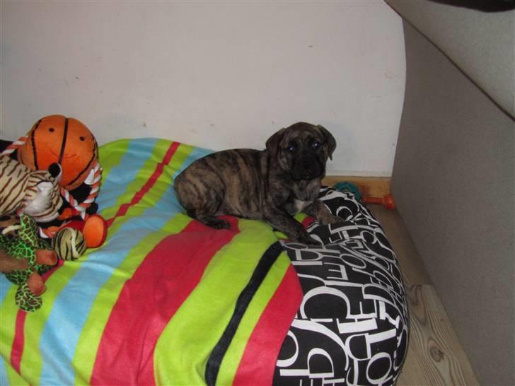 Bullmastiff Karla - Karla lige hentet hjem 8 uger... billede 9