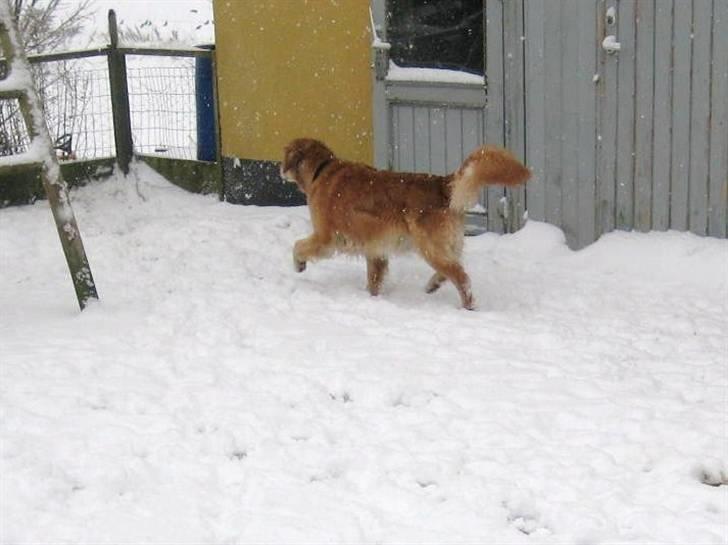 Golden retriever Mille - Mille i sneen 05-12-10 billede 17