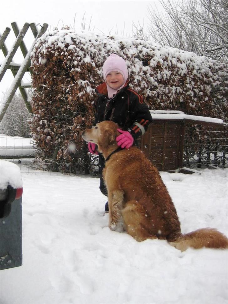 Golden retriever Mille - Emma og mille 05-12-10 billede 18