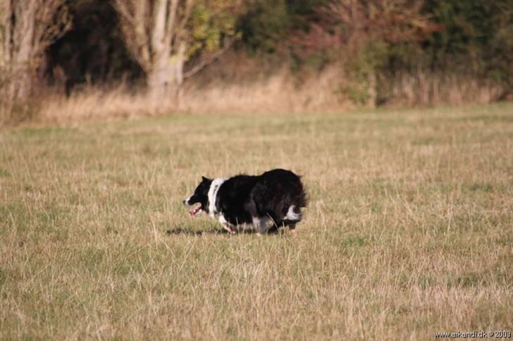 Border collie Hyrdegården Amillo billede 8