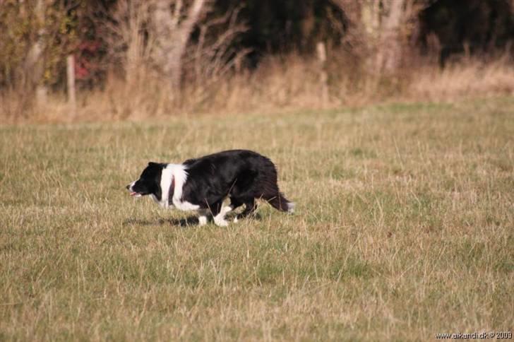 Border collie Hyrdegården Amillo - så er Indi blevet hyrdehund på gården billede 9