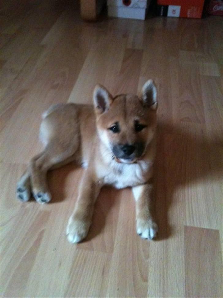 Shiba Kato billede 2