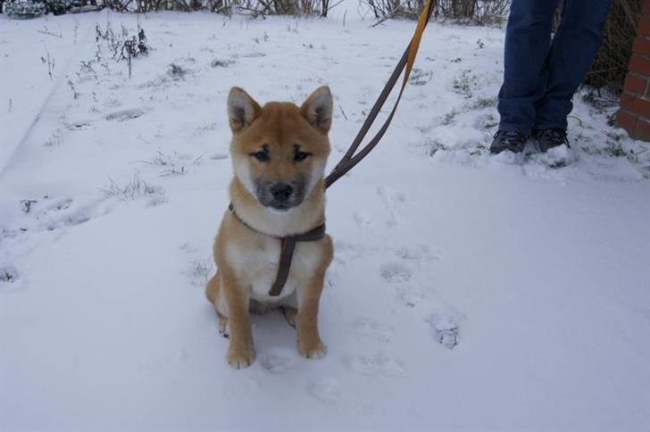 Shiba Kato billede 3