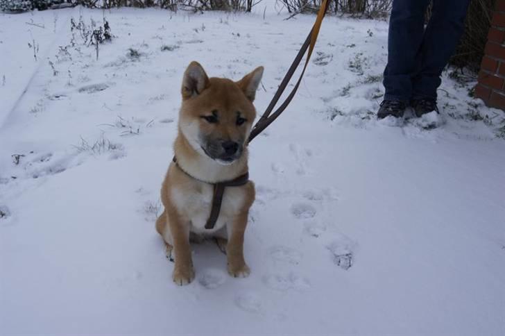 Shiba Kato billede 4
