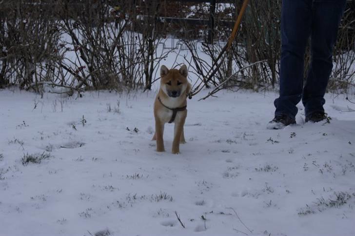 Shiba Kato billede 5