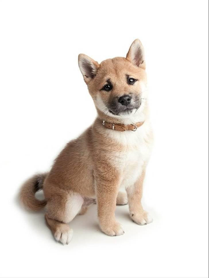 Shiba Kato billede 6