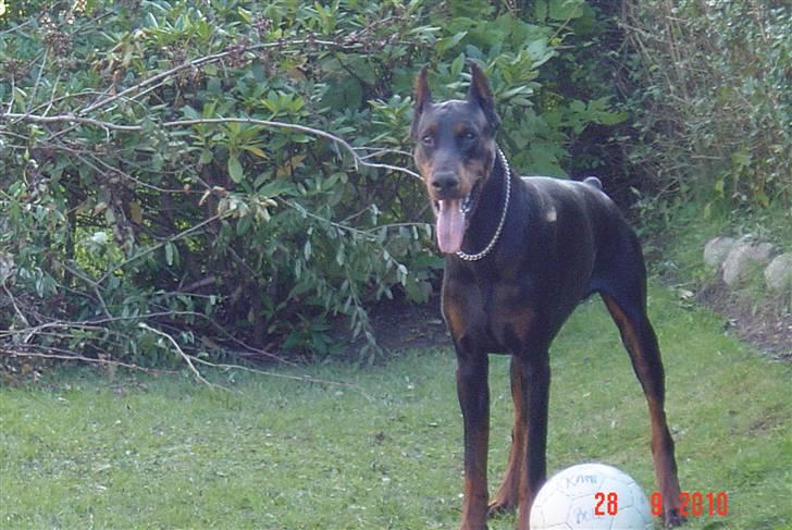 Dobermann Nadal di altobello(DINO) billede 5