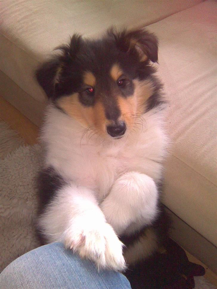 Collie langhåret Luffe - Så giv da en godbid mere. billede 1