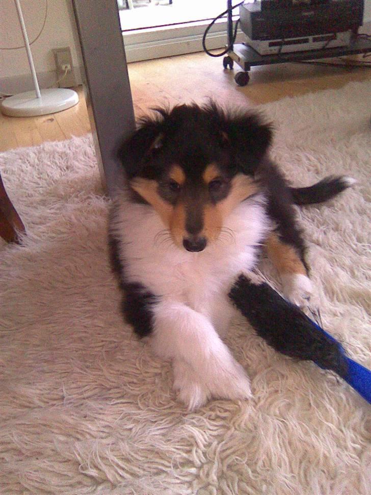 Collie langhåret Luffe billede 2