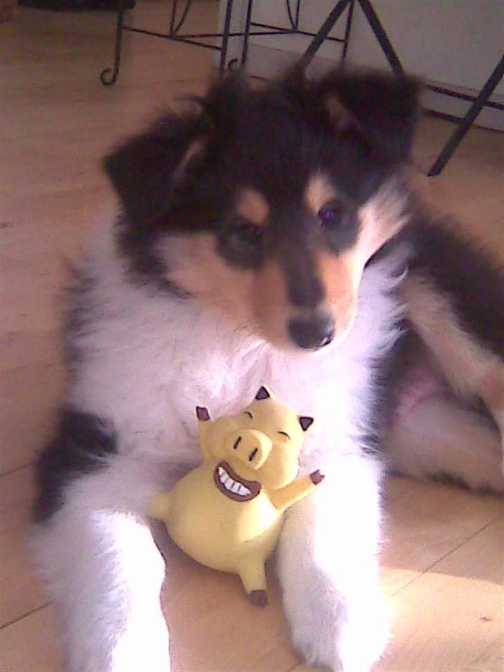 Collie langhåret Luffe billede 3