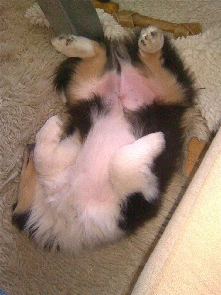 Collie langhåret Luffe billede 4