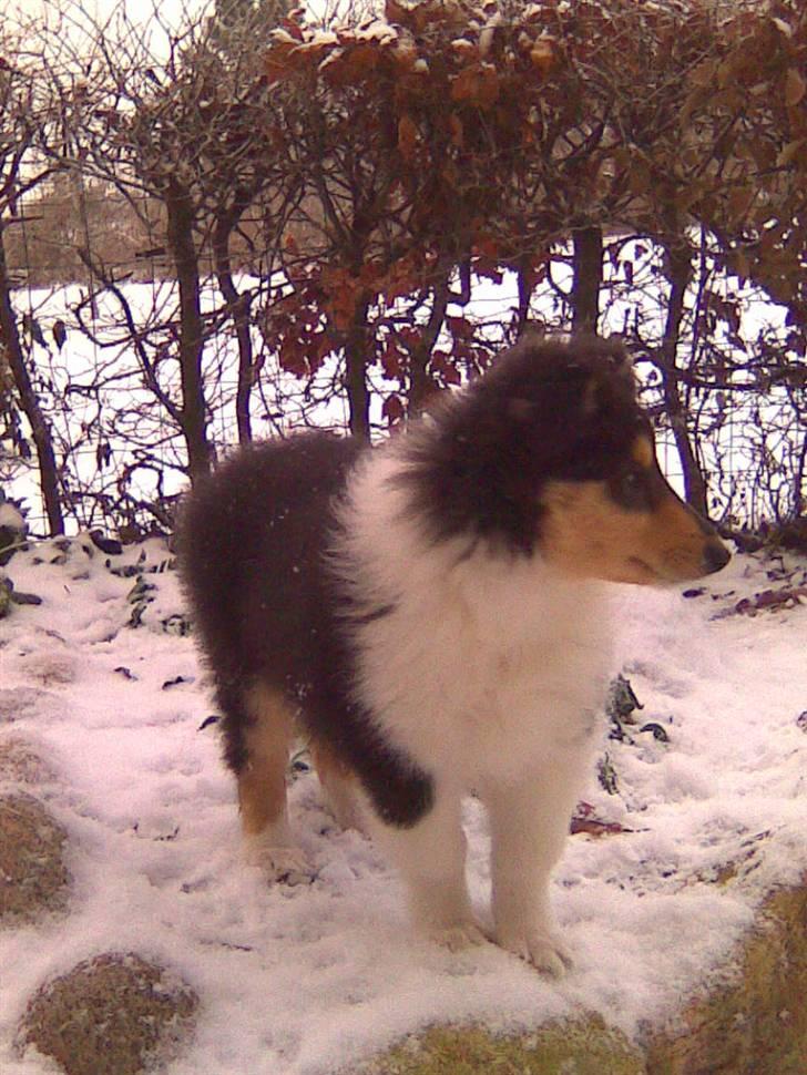 Collie langhåret Luffe billede 5