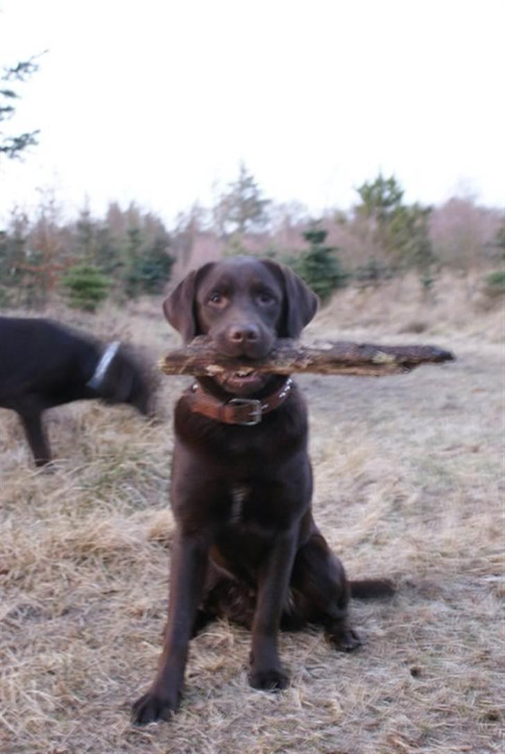Labrador retriever Aslan billede 16
