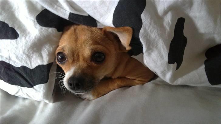 Chihuahua Tikka billede 1