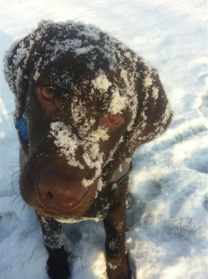 Labrador retriever Aslan billede 9