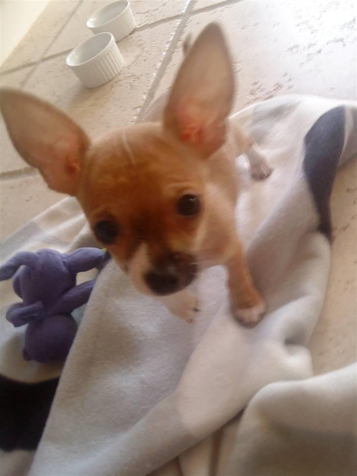 Chihuahua Tikka - 12 uger gammel billede 2