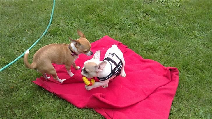 Chihuahua Tikka - Leger med "kusine" Kayla :) billede 3