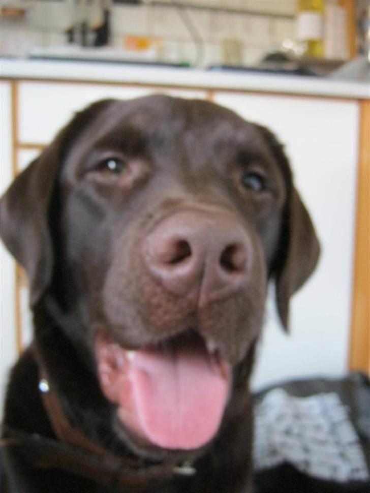 Labrador retriever Aslan billede 17