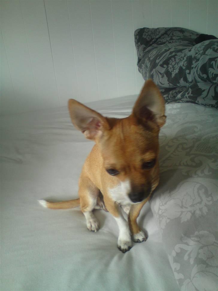 Chihuahua Tikka - 1 år gammel billede 4