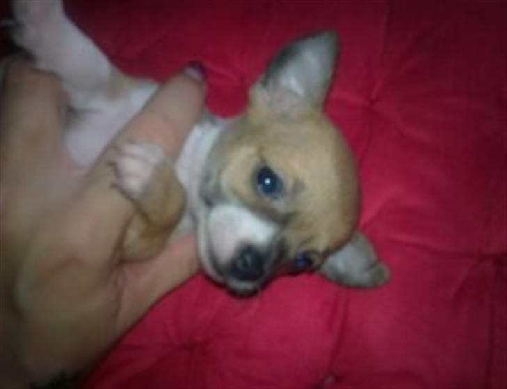 Chihuahua Tikka - 6 uger gammel billede 6