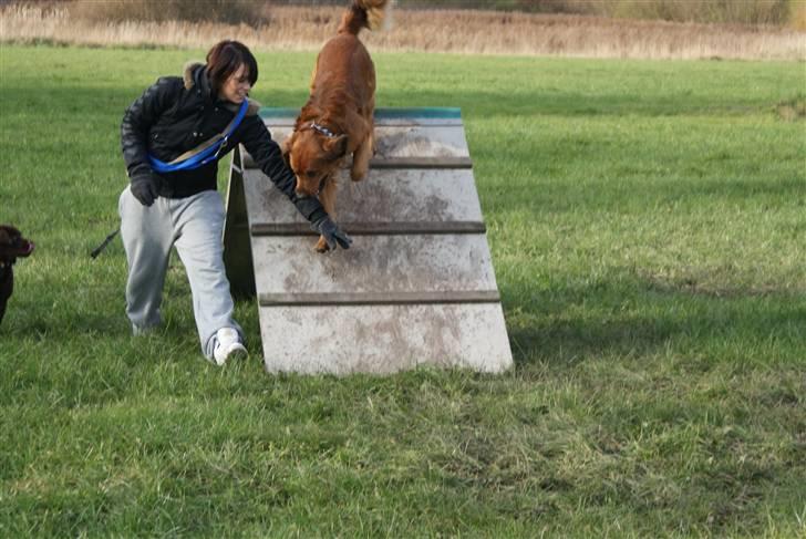 Blanding af racer Pumba billede 8