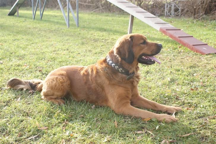 Blanding af racer Pumba billede 19