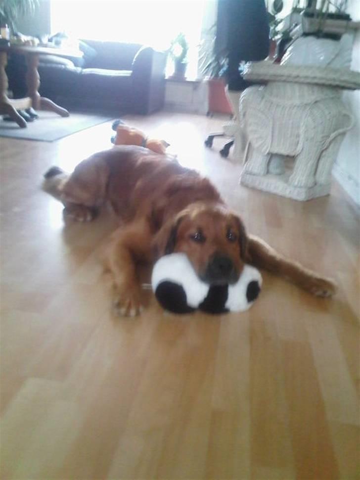 Blanding af racer Pumba billede 13