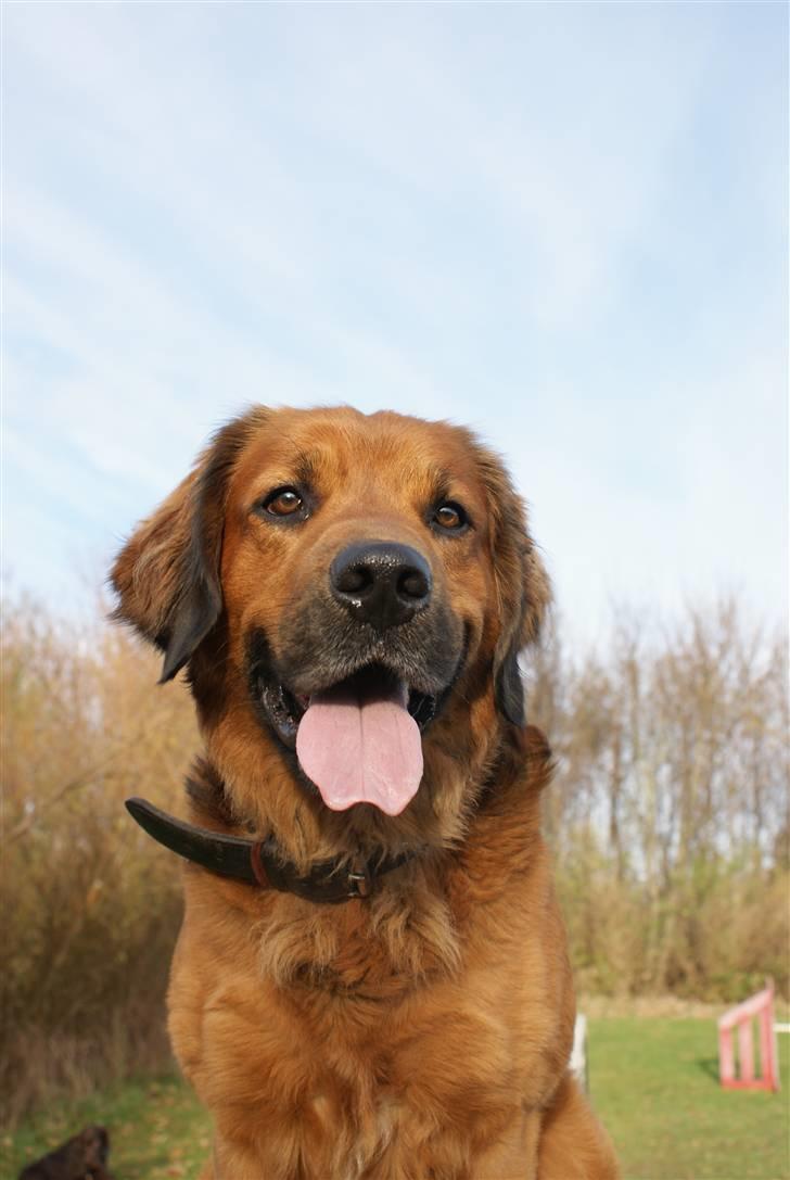 Blanding af racer Pumba billede 6