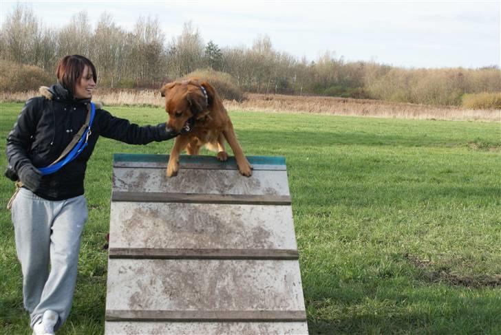 Blanding af racer Pumba billede 10