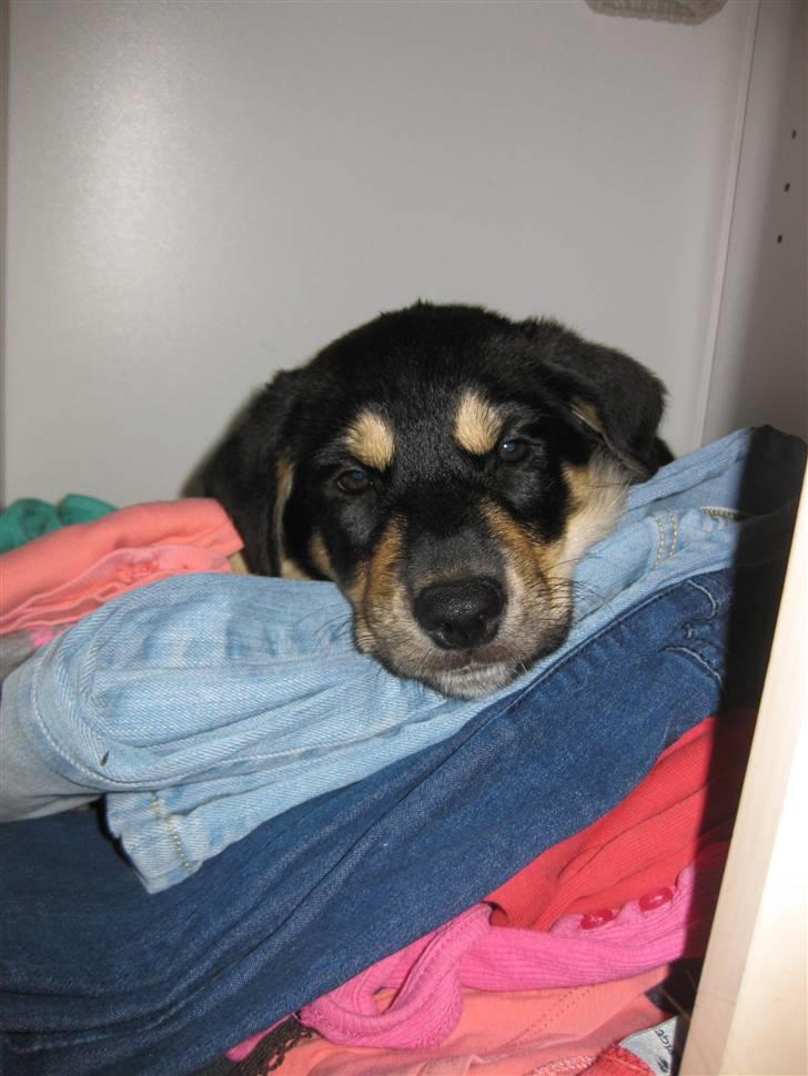 Blanding af racer Coda - Puha man kan blive træt :) billede 10