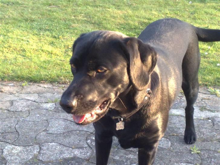 Labrador retriever Freja billede 1