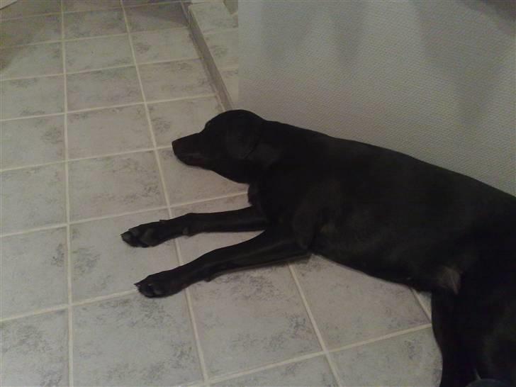 Labrador retriever Freja billede 2