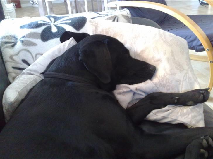 Labrador retriever Freja billede 3