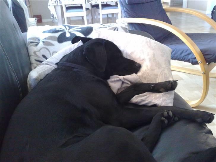 Labrador retriever Freja billede 4