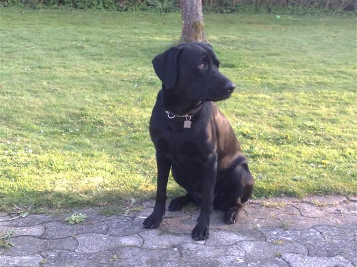 Labrador retriever Freja billede 5