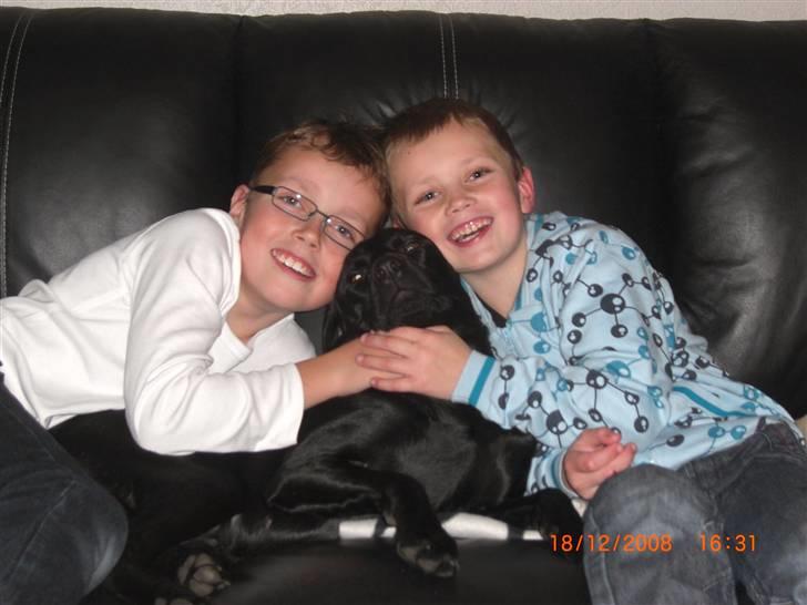 Labrador retriever Freja billede 6