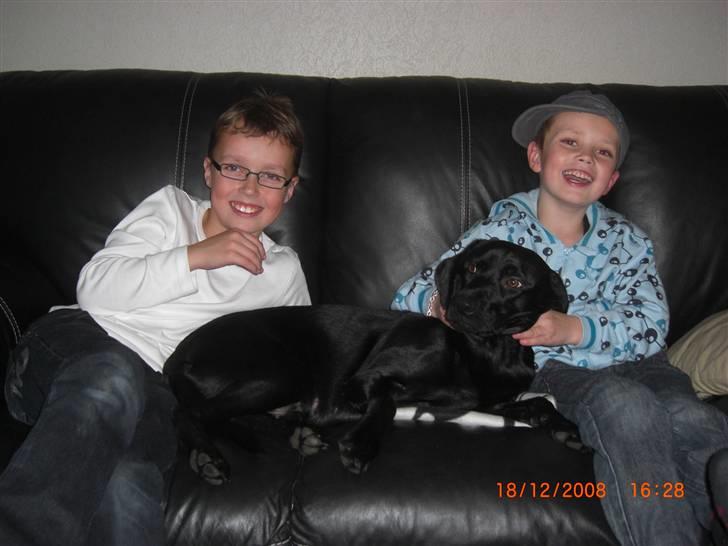 Labrador retriever Freja billede 7