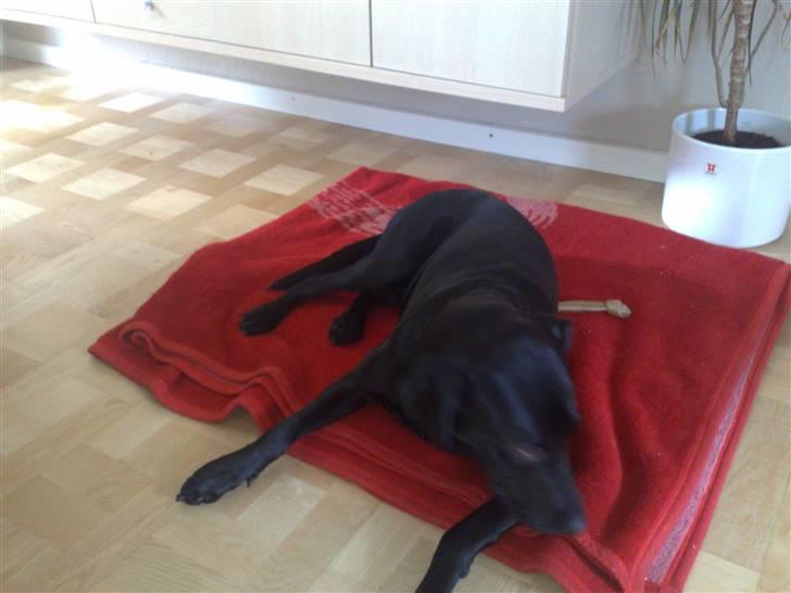 Labrador retriever Freja billede 8