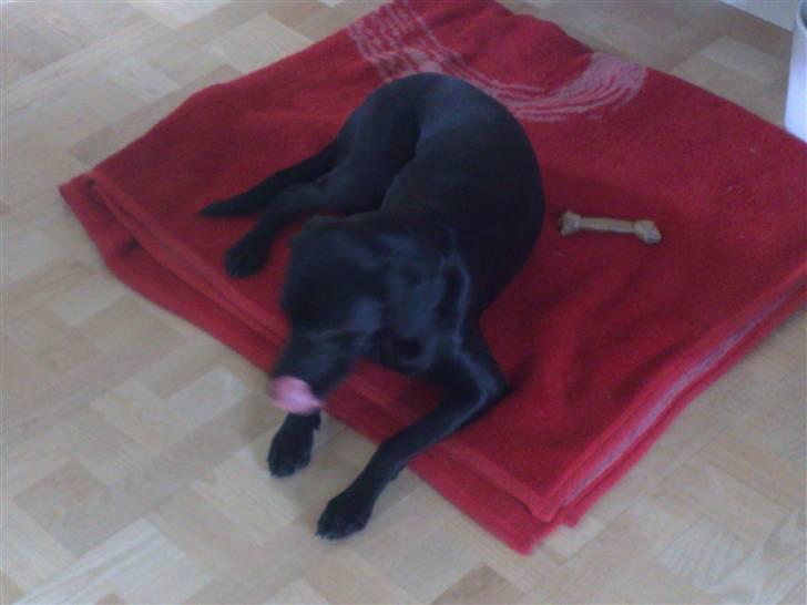 Labrador retriever Freja billede 9
