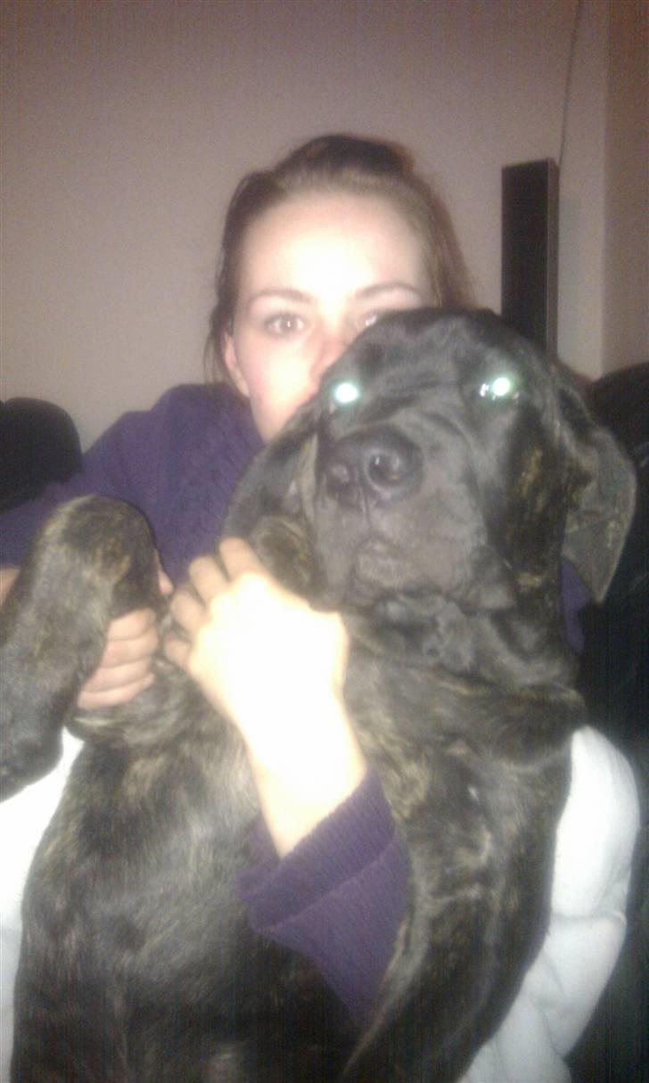 Cane corso Bullie billede 12