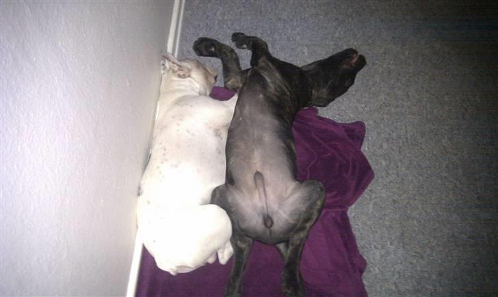 Cane corso Bullie billede 19